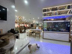 -喵园·猫主题咖啡厅·撸猫·猫咖(国贸店)