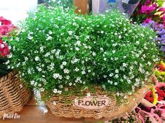 -双季花艺园艺市场(浦东店)