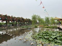 -同銮特种养殖场·龙虾垂钓