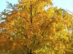 -三里屯东五街银杏大道