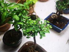 -万商花鸟市场
