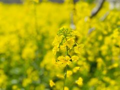 -苏州上方山国家森林公园