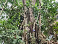 -西双版纳基诺山寨