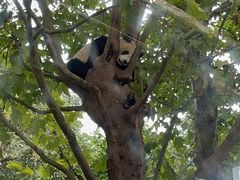 -都江堰中华大熊猫苑