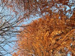 -上海海湾国家森林公园