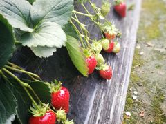 -恒绿农产品草莓采摘园