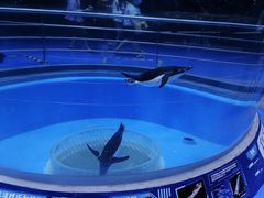 -上海海昌海洋公园