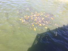 武清绿博园-武清南湖绿博园