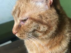 -猫猫幼稚园·撸猫·桌游·电玩