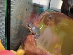 -酷以爬仙阁实体爬宠店·守宫·蜥蜴·专业繁育