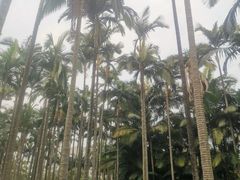 -荔枝公园(福田区)