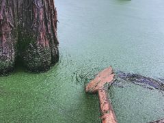 -渌洋湖湿地公园