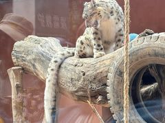 -青藏高原野生动物园