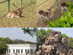 -合肥野生动物园