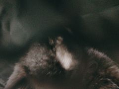 -艾贝尔宠物医院·24H转诊中心·肿瘤猫专科(江宁双龙店)