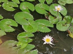 -五缘湾湿地公园