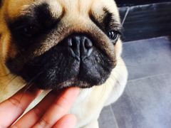 -MOLLY'S萌宠生活馆