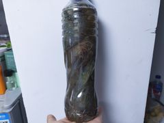 -江杨农产品批发市场