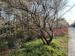 -昆山城市生态森林公园