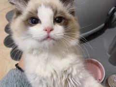 -千城康桥宠物医院·猫科·骨科·心脏
