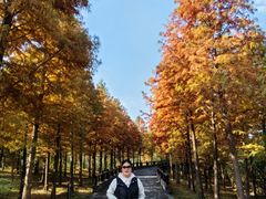 -溱湖国家湿地公园