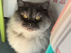 -佑安动物医院·全科·内窥镜中心(幸福巷店)