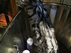 -PETKIT小佩宠物·低压洗护(国顺东路店)