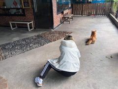 -柴犬高等学院·狗咖·柴犬售卖·宠物训练