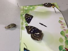 -上海昆虫博物馆