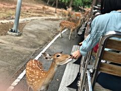 -清迈夜间动物园