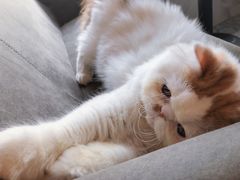 -房东的猫宠物生活馆