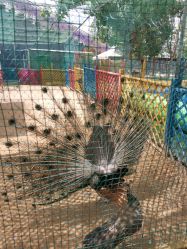 -萌宠亲子动物乐园(槐房万达店)