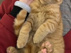 -喵屿·大理花园猫咖