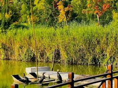 -泗洪洪泽湖湿地景区