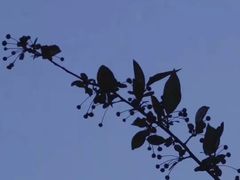 -峰光无限装饰(西安总店)