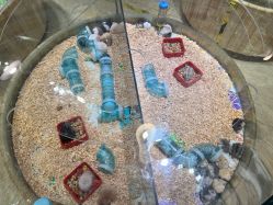 -卡通尼·Safari非洲探索乐园·生日会(金桥国际商业广场店)