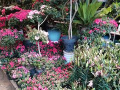 -金科花卉市场