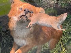 -国家自然博物馆