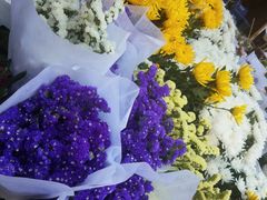 -曲阳花鸟市场(曲阳路店)