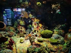 -上海海洋水族馆