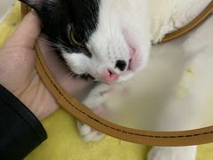 -关爱宠物医院·猫科中心·消化科(滨湖万达分院)