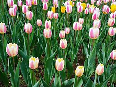 -长春公园(普阳街道)