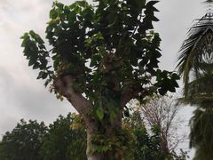 -三亚南山文化旅游区