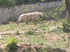 -石家庄市动物园