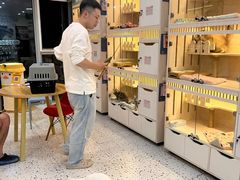-柚子猫舍·精品猫舍购猫·猫咪认养·购宠·宠物店