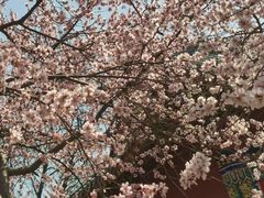 -桃花堤公园