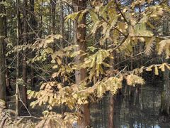 -桤木河湿地公园