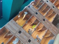 -猫十亿·布偶金渐层·曼基康矮脚猫舍(青年路店)