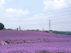 -紫颐香薰山谷景区