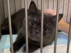 -瑞派动物医院·猫专科·至诚(江南中分院)